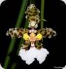 Trichocentrum jonesianum